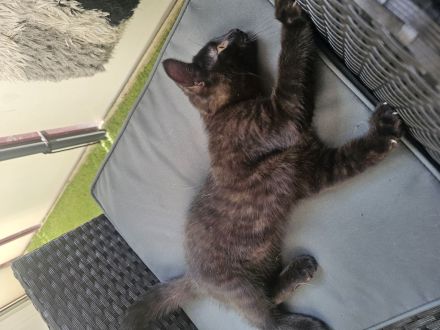 2 klein Katzen jungs 12 wochen alt suchen noch ein Zuhause