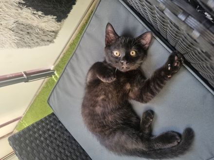 2 Katzen Kinder 12 Wochen suchen noch