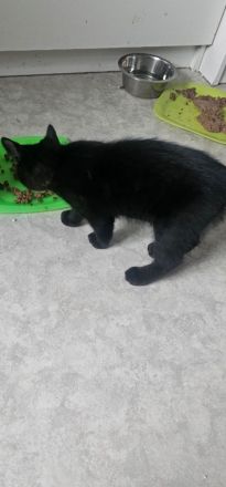 2 klein Katzen jungs 12 wochen alt suchen noch ein Zuhause