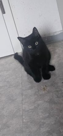 2 klein Katzen jungs 12 wochen alt suchen noch ein Zuhause