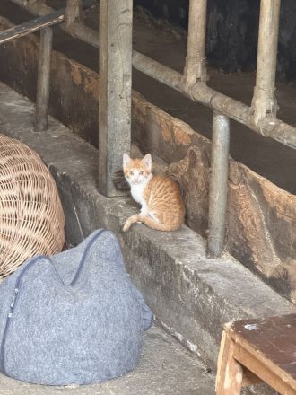 Hofkatzen per sofort abzugeben
