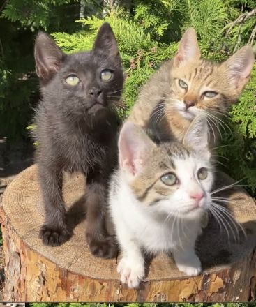 Katzenbabys Kitten Bengal x EKH
