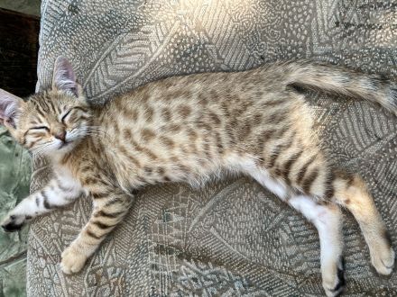 Katzenbabys Kitten Bengal x EKH