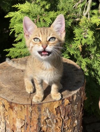 Katzenbabys Kitten Bengal x EKH