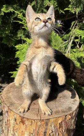 2 Katzenbabys Kitten Bengal x EKH