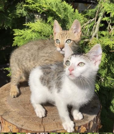 Katzenbabys Kitten Bengal x EKH