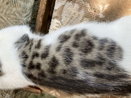 2 Katzenbabys Kitten Bengal x EKH