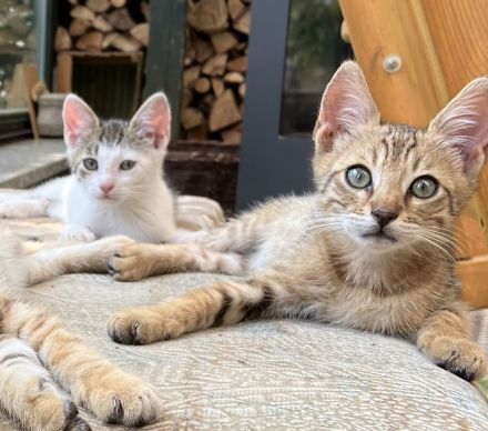 2 Katzenbabys Kitten Bengal x EKH