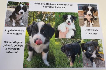 Welpen