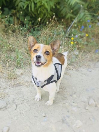 Kleine Sisa sucht kuscheliges Körbchen