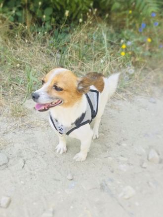 Kleine Sisa sucht kuscheliges Körbchen