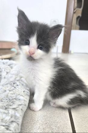 Sehr anhängliche Maine Coon Kätzchen