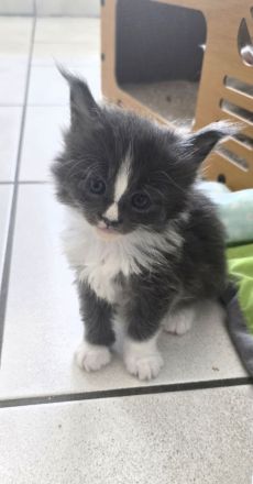 Sehr anhängliche Maine Coon Kätzchen
