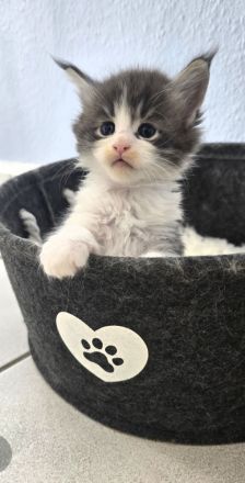 Sehr anhängliche Maine Coon Kätzchen