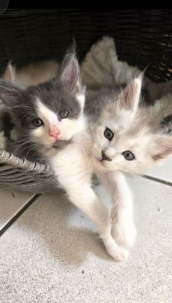 =^..^= kuschelige Maine Coon Kätzchen