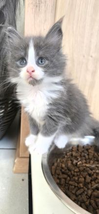 =^..^= kuschelige Maine Coon Kätzchen