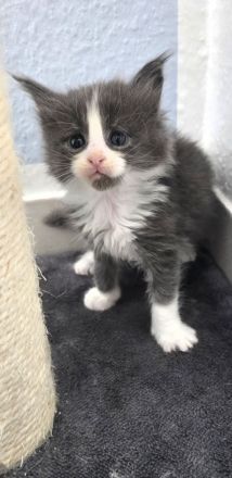 Sehr anhängliche Maine Coon Kätzchen