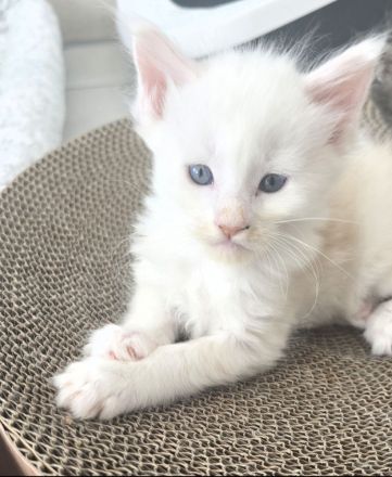 Maine Coon Kitten red silver shaded