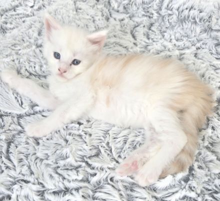 Maine Coon Kitten red silver shaded