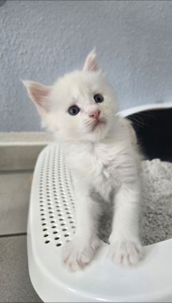 Maine Coon Kitten red silver shaded