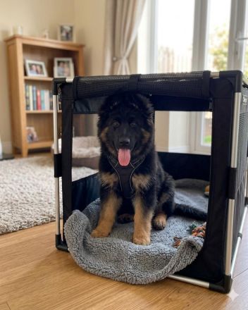 Deutscher Schäferhundwelpe