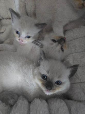 Liebevolle Ragdoll Kitten suchen ein neues Zuhause