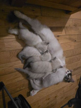 Liebevolle Ragdoll Kitten suchen ein neues Zuhause