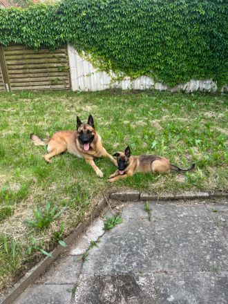 Schäferhund Mischlinge: kleine Herzensbrecher - 2 traumhafte Rüden abzugeben
