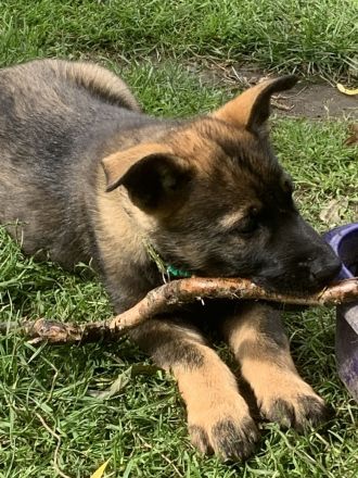 DSH Malinois Mix Welpen: Treue Seelen auf vier Pfoten suchen ein Für - Immer - Zuhause