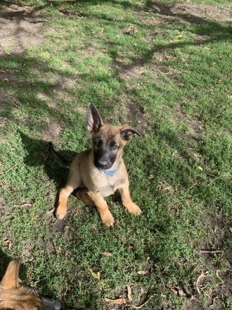 DSH Malinois Mix Welpen: Treue Seelen auf vier Pfoten suchen ein Für - Immer - Zuhause