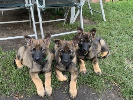 DSH Malinois Mix Welpen: Treue Seelen auf vier Pfoten suchen ein Für - Immer - Zuhause
