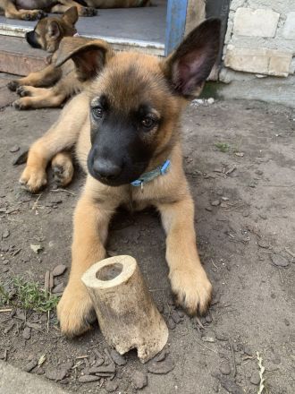 DSH Malinois Mix Welpen: Treue Seelen auf vier Pfoten suchen ein Für - Immer - Zuhause