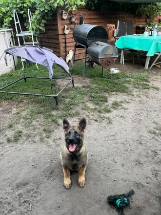 Schäferhund Mischlinge: kleine Herzensbrecher - 2 traumhafte Rüden abzugeben
