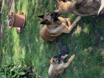 Schäferhund Mischlinge: kleine Herzensbrecher - 2 traumhafte Rüden abzugeben