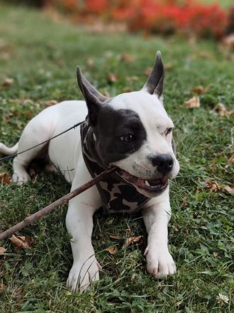Französische Bulldogge American Bulldogge Mix