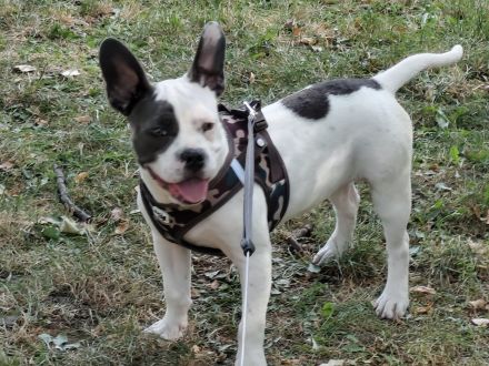 Französische Bulldogge American Bulldogge Mix