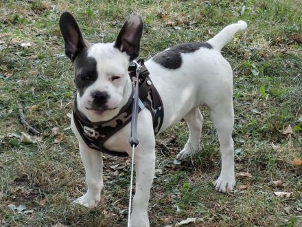 Französische Bulldogge American Bulldogge Mix