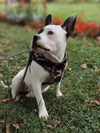 Französische Bulldogge American Bulldogge Mix