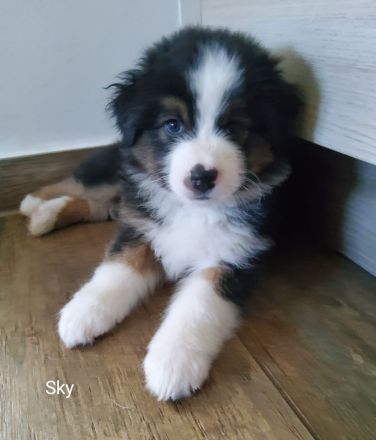 Austrailian Shepherd  Welpen