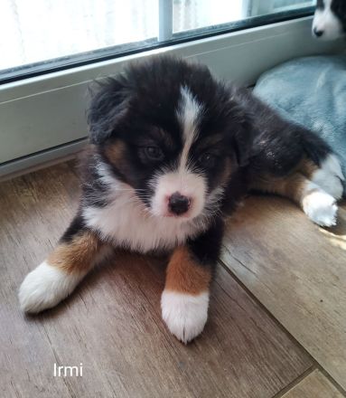 Austrailian Shepherd  Welpen