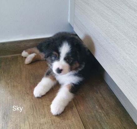 Austrailian Shepherd  Welpen