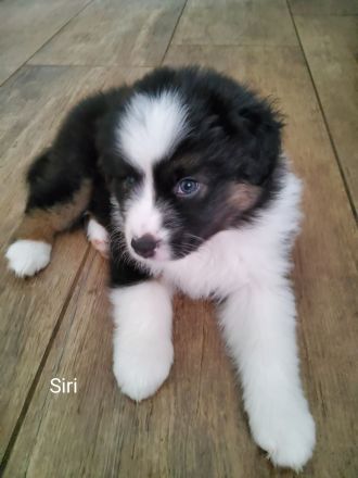 Austrailian Shepherd  Welpen