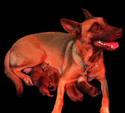 Malinois Welpen Belgischer Schäferhund Ostdeutsche DDR Linie Familienhund Schutzhund Wachhund