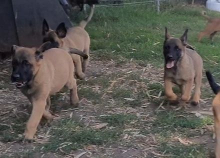 Malinois Welpen suchen ein geeignetes Zuhause  Belgischer Schäferhund