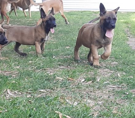Malinois Welpen suchen ein geeignetes Zuhause  Belgischer Schäferhund