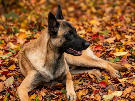 Malinois Welpen Belgischer Schäferhund Ostdeutsche DDR Linie Familienhund Schutzhund Wachhund