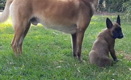 Malinois Welpen suchen ein geeignetes Zuhause  Belgischer Schäferhund