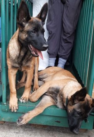 Malinois Welpen Belgischer Schäferhund Ostdeutsche DDR Linie Familienhund Schutzhund Wachhund