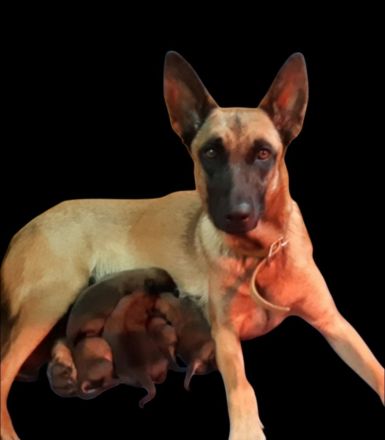 Malinois Welpen Belgischer Schäferhund Ostdeutsche DDR Linie Familienhund Schutzhund Wachhund