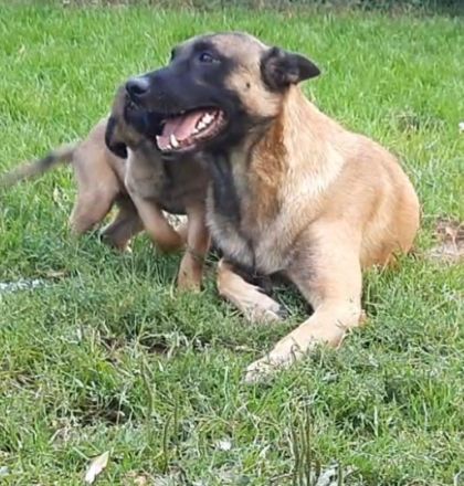 Malinois Welpen suchen ein geeignetes Zuhause  Belgischer Schäferhund